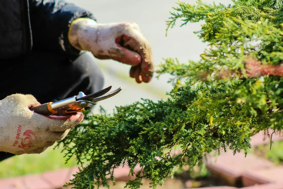 Behandschuhte Hände schneiden eine Konifere mit der Gartenschere